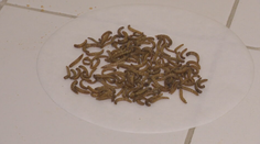 Vyskúšali sme, ako chutí hmyz. Odborníčka naznačuje, že červíky či kobylky sú jedlom budúcnosti