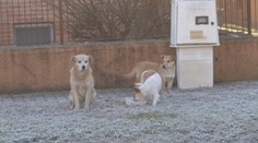 Veľké Leváre na Záhorí trápia svorky túlavých psov, jeden zaútočil na deväťročného chlapca