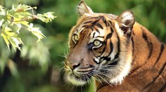 Vedci zrejme rozlúskli záhadu rozličných farieb očí mačkovitých šeliem. Má za tým byť jeden predok