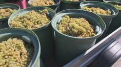 Vinári na juhu Slovenska sú zhrození: Na výkupných miestach ho nechcú zobrať