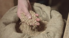 Mrkvová torta bez lepku s vanilkovým mascarpone a malinami