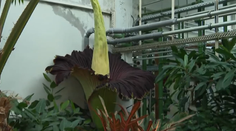 Raritná udalosť v bratislavskej botanickej záhrade. Zvedavci čakali v dlhom rade niekoľko hodín