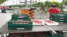 Kým väčšina pestovateľov tŕpne, aká bude úroda jahôd, na tejto farme ich už zbierajú