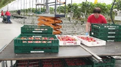 Kým väčšina pestovateľov tŕpne, aká bude úroda jahôd, na tejto farme ich už zbierajú