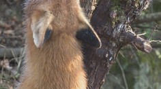 V Bátovciach objavili utýranú líšku. Páchateľovi hrozí za brutálny čin pokuta aj väzenie