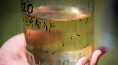 Sezóna komárov je tu. Toto by ste mali robiť, aby sa vám nepremnožili doma či na záhrade