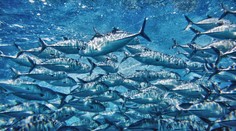 Užívanie omega-3 mastných kyselín má na krvný tlak podobný vplyv ako zmena životného štýlu