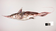 Vedci objavili nový druh žraloka. Schováva sa v hlbinách mora