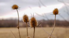 Bláznivý február pokračuje: Po víchrici a závejoch budú opäť teploty pripomínať jar