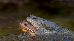 Keď sa nechcú páriť, predstierajú smrť. Niektoré samičky žiab sa dokonca tvária, že sú samce