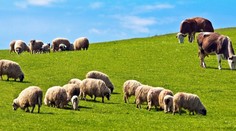 Na Novom Zélande chcú presadiť novú schému. Farmári budú platiť za prdenie a grganie hospodárskych zvierat