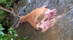 V Podpoľaní je vraj priveľa vlkov. Šelmy zahubili najvzácnejšie kusy jeleňov