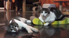 Môže sa koronavírus prenášať aj medzi mačkami? Odpoveď dal nový výskum