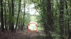 Po Bratislave sa túla medveď. Otec so synom ho zachytili na video