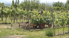 Jeden zlý krok ich môže stáť úrodu. Vinohradníci s napätím sledujú predpoveď počasia