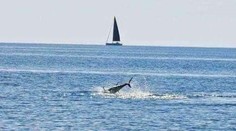 Surfisti v Chorvátsku zostali v šoku. Vo vodách Jadranu údajne zazreli žraloka