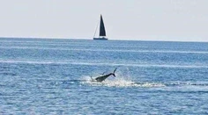 Surfisti v Chorvátsku zostali v šoku. Vo vodách Jadranu údajne zazreli žraloka