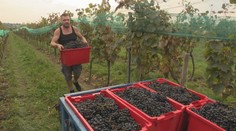 Rodina vyrába víno už 90 rokov a stále tradičným spôsobom svojich predkov