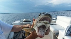 Rybárka vylovila z jazera takúto „príšeru“