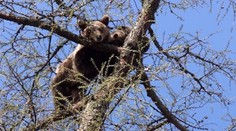 Aký bude osud najznámejších medvedích sirôt? Zistili sme, kde sú