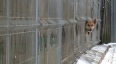 Zvieratá po Vianociach skončili na ulici, situácia sa opakuje každý rok