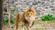 Lev ušiel z klietky v belgickej zoo. Ľudí museli evakuovať
