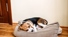 Na Slovensku sa šíri nebezpečná choroba. Pre psy môže mať fatálne následky