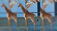 Jedinečná žirafa, ktorá sa narodila bez škvŕn, dostala meno. Vyberalo jej ho 40-tisíc ľudí