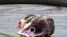 Bozk na rozlúčku! Kobra zabila šéfkuchára 20 minút po tom, ako jej odrezal hlavu