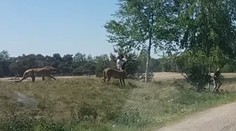 VIDEO: Vystúpiť z auta v safari parku sa nevypláca. Rodinu naháňala svorka gepardov