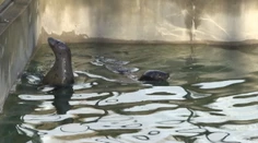 Košická zoo sa teší z nového prírastku. Toto je Lukas a Evi