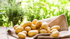 Dr. Bukovský vyvrátil mýtus o vitamíne C a zemiakoch