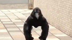 VIDEO: Hrôzostrašná vrana alebo gorila? Neidentifikovateľný tvor rozdeľuje internet