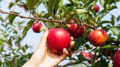 Jablká sú veľmi prospešné pre zdravie. Dôvodom sú baktérie v nich
