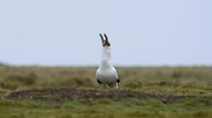 Dokáže čajka zhltnúť zajaca? Dokáže! Pozrite si video