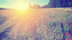 Pomôže Slovensku horúce leto? Čína oznámila, aké teploty zabíjajú koronavírus