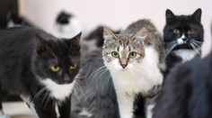 Pár žil v byte so 159 mačkami a siedmimi psami, ktoré boli v hroznom stave. Musia zaplatiť vysokú pokutu