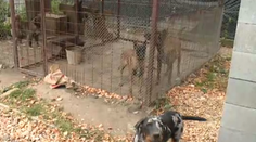 Chlapec, ktorého usmrtil pes, bol na návšteve. Takto sa odohrala tragédia