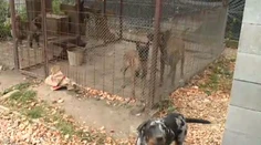 Chlapec, ktorého usmrtil pes, bol na návšteve. Takto sa odohrala tragédia