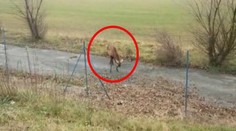 Jeleň sa parohami zachytil do oplotenia. Koniec nikto nečakal