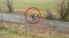 Jeleň sa parohami zachytil do oplotenia. Koniec nikto nečakal