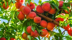 Dozrelo ovocie, ktoré prospieva našej duševnej pohode