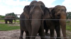 Sloní dôchodcovia neleňošia. Aktívne pomáhajú pri liečbe rakoviny