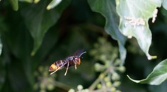 Invázny sršeň ázijský je už aj na našom území. Jeho výskyt potvrdili na juhu Slovenska