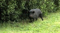 Prasa spôsobilo poriadny rozruch. Naháňali ho až v škole