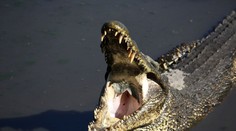 Dieťa si chcelo zaplávať v potoku, z vody však už nevyliezlo. Zaútočil naň krokodíl, tvrdia svedkovia