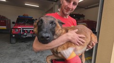 Záchranársky pes sa zranil pri dopravnej nehode. Majiteľ však na jeho liečbu nemá peniaze