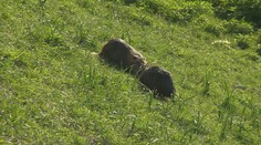 Prerastené nutrie sú späť. Na brehoch rieky v centre Nitry sa opäť objavili veľké hlodavce