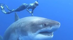 Úchvatné zábery. Potápačka natočila stretnutie s obrovskou samicou žraloka modrého