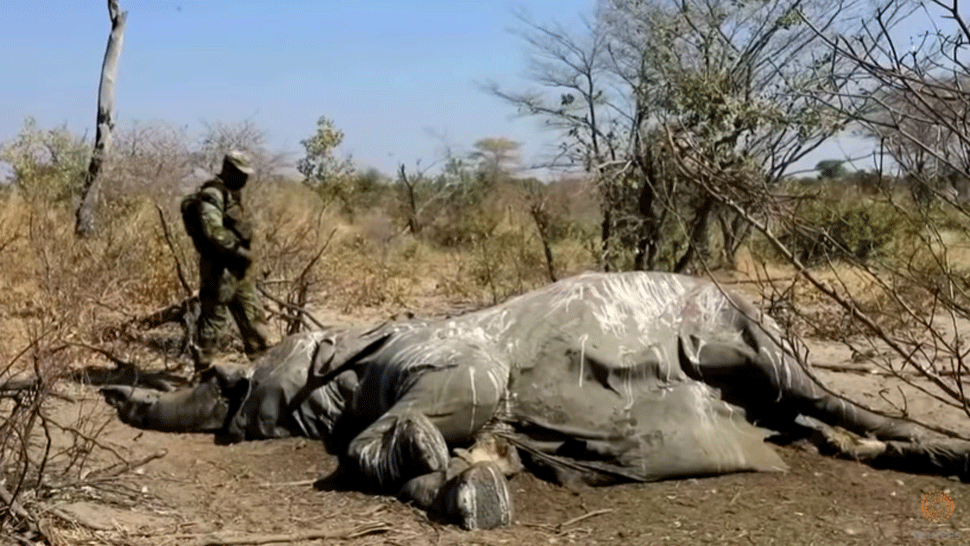 Nebol to antrax ani infekcia. Úrady v Botswane už poznajú príčinu úhynu stoviek slonov